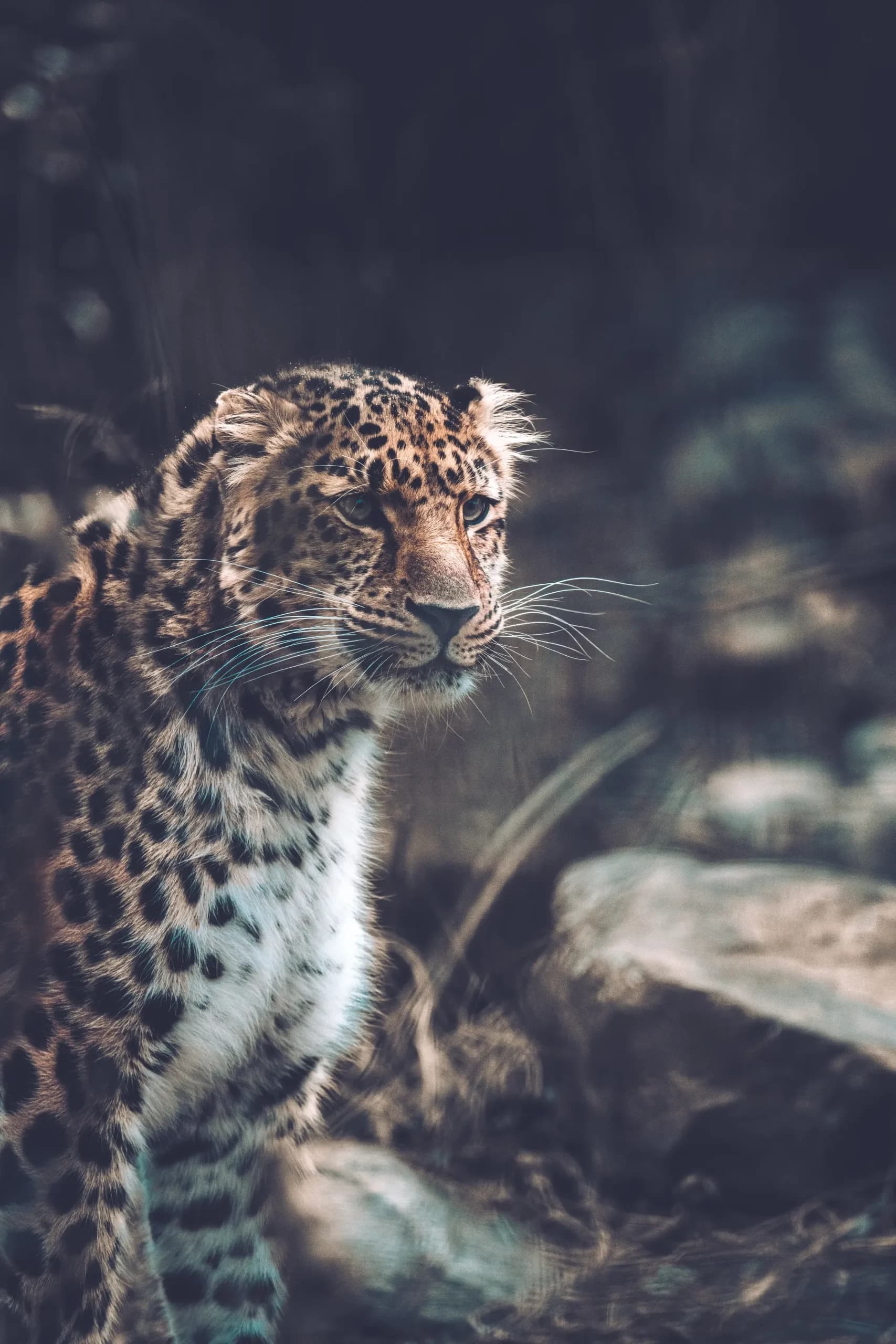 Project: Moody Jaguar