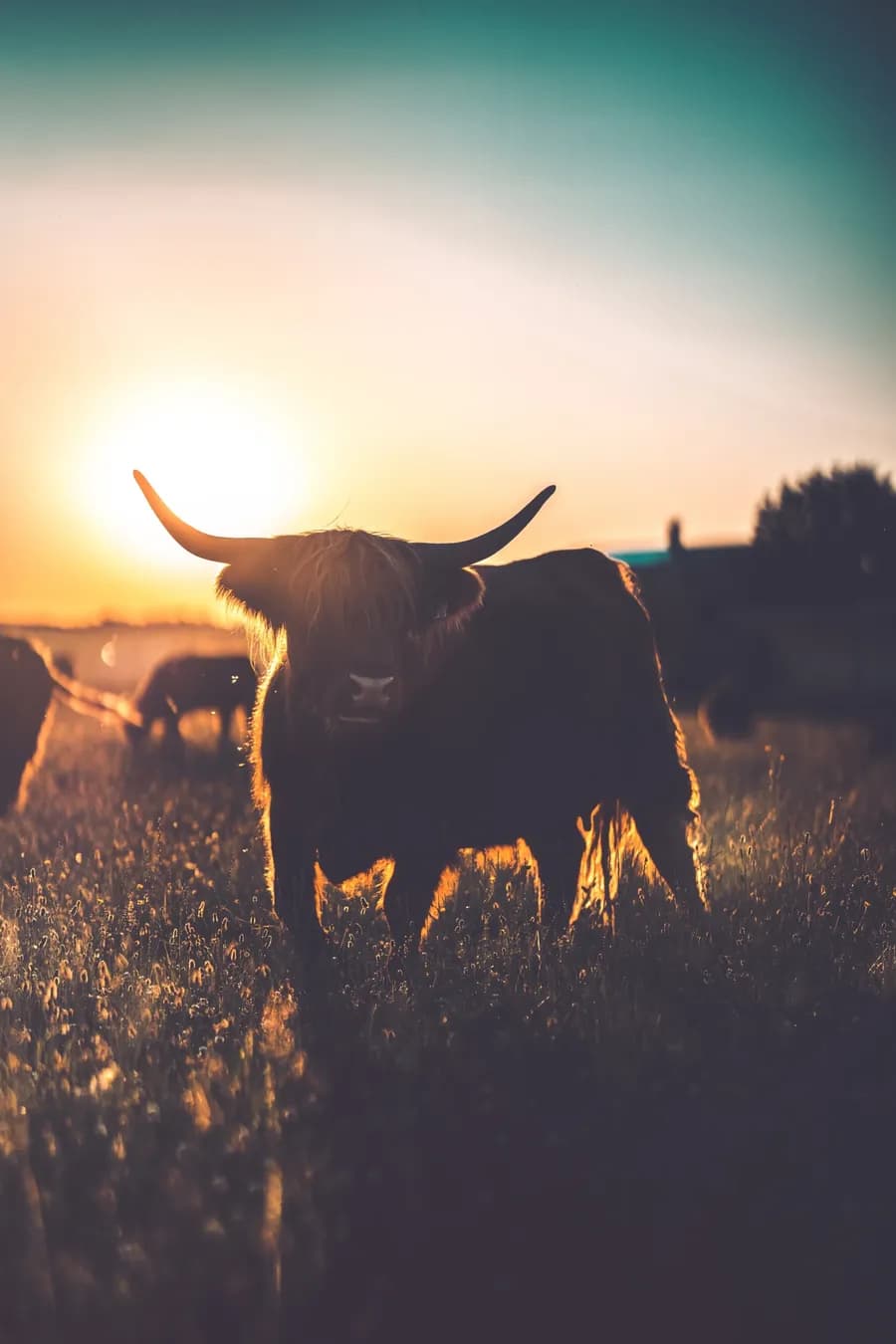 Project: Sunset Cow